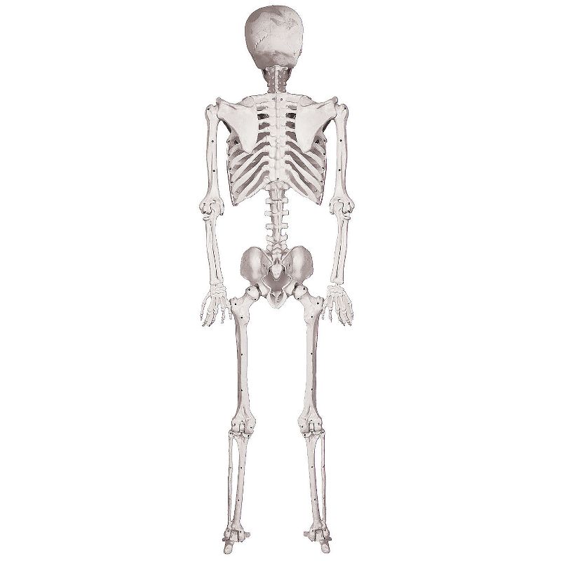 Halloween Express  5 ft Skeleton Pose & Hold Decoration, 2 of 7