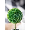 Dexmalle 3Pieces 3.5x9.5" Mini Faux Topiaries in Cream Pot - 4 of 4