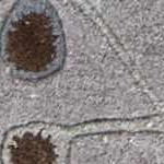 medium gray, dark brown