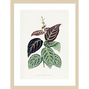 Amanti Art Green Bignonia Argyro Violascens Leaf Illustration by Pictufy Wood Framed Wall Art Print - 1 of 4