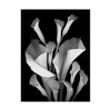 Trademark Fine Art - Susan S. Barmon 'White Calla 2 Black And White' C - image 2 of 3