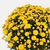 12" Garden Mum Plant - Good Little Garden™ - 2 of 4