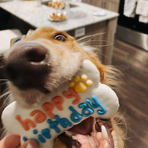 user image by @duncan.not.the.donuts, Molly's Barkery Birthday Dry Cookie with Apple and Cinnamon Flavor Dog Treats - 3.35oz