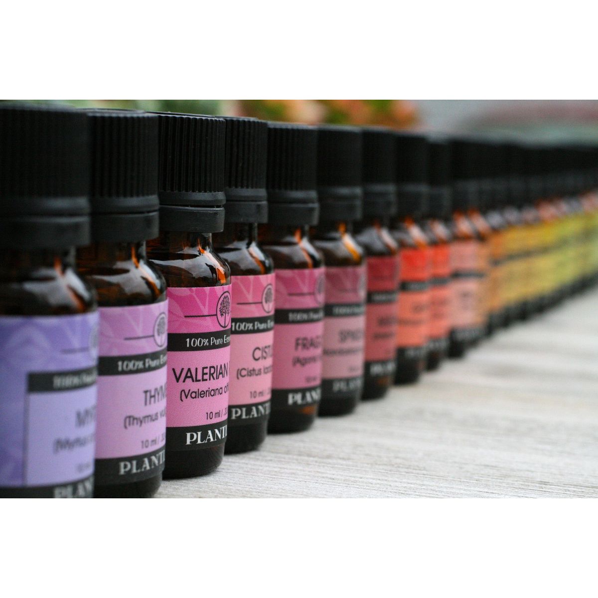 Plantlife Palmarosa Aromatherapy Essential Oil – 100% Pure, Therapeutic Grade, No Additives or Fillers, Made in California, 10 ml - thumbnail 3