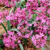 100ct Allium Blend Bulbs - Van Zyverden - 4 of 4