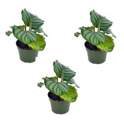 3pk Calathea Orbifiolia Plant - National Plant Network