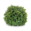Boxwood Foliage Orb (Set of 2) - 3 of 4