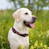 NHL Arizona Coyotes Collar - L - 3 of 4