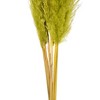 Vickerman 46" Dried Pampas Grass - 4 of 4