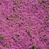 Collections Etc Creeping Thyme Ground Cover Flower Seed Mat 60 X 17 X 6 Purple - 2 of 2
