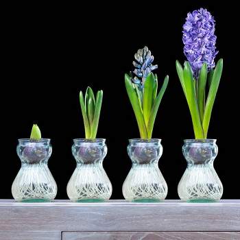 Van Zyverden Hyacinth Blue Flower Bulb with Clear Artisan Glass