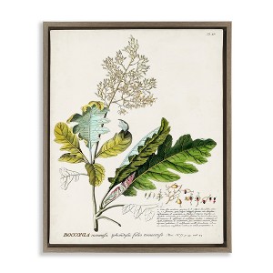 Stupell Industries Vintage Botanical Plant Illustration Floating Frame Canvas Art, Brown, 17" x 21" - 1 of 4