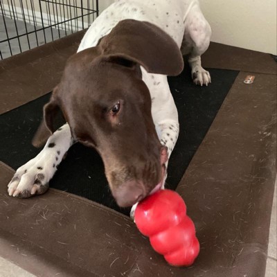 Kong Large Red Kong Dog Toy Review