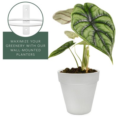 White Wall Mounted Clay Plant Pots with Metal Rings, 8-Piece Set