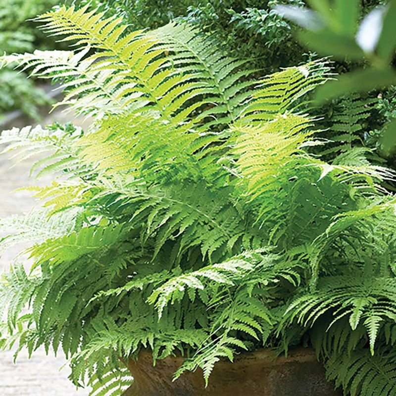 Van Zyverden 3ct Roots Lady Fern Woodland Plant Green, 2 of 6