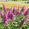 National Plant Network Live Outdoor Pink Delight Buddleia Plant - 1ct 1gal - 4 of 4