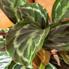 Live 6" Calathea Medallion Houseplant in Grower Pot - 3 of 3