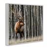 Stupell Industries Elk Looming Out Birch Trees Animal Forest Photograph Black Framed Giclee Art - 3 of 4