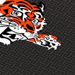 cincinnati bengals