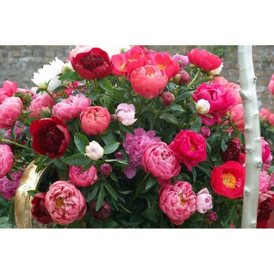 Van Zyverden Set of 3 Peonies Mixed Varieties Roots