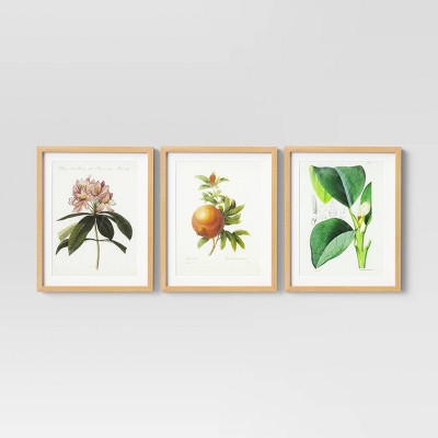 Set of 3 16" x 20" Vintage Botanical Trio Framed Under Glass with Mat - Threshold™