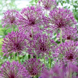 Van Zyverden 5ct Bulbs Allium Purple Rain - 1 of 4
