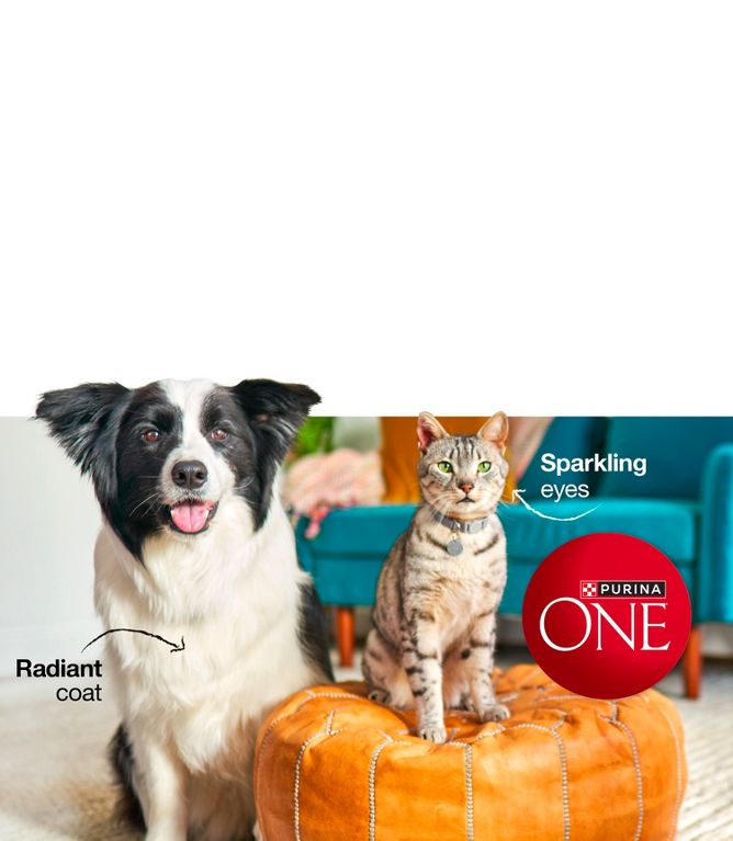 Purina one smartblend target best sale