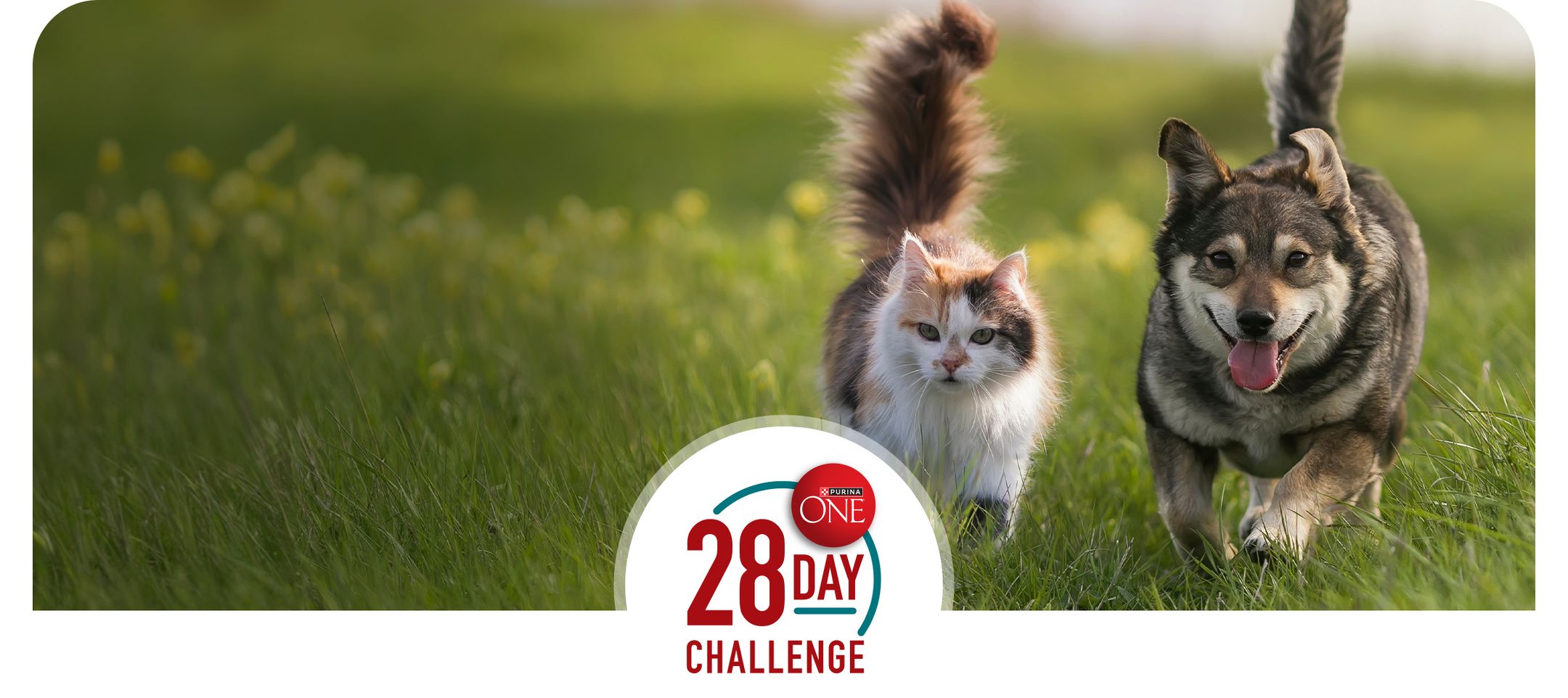 Purin ONE 28 DAY CHALLENGE