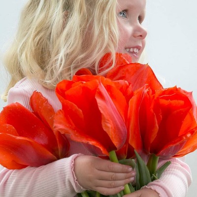 12ct Tulips Casa Grande Bulbs - Van Zyverden