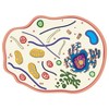 Roylco® See-Through Animal Cell Builder - 3 of 3