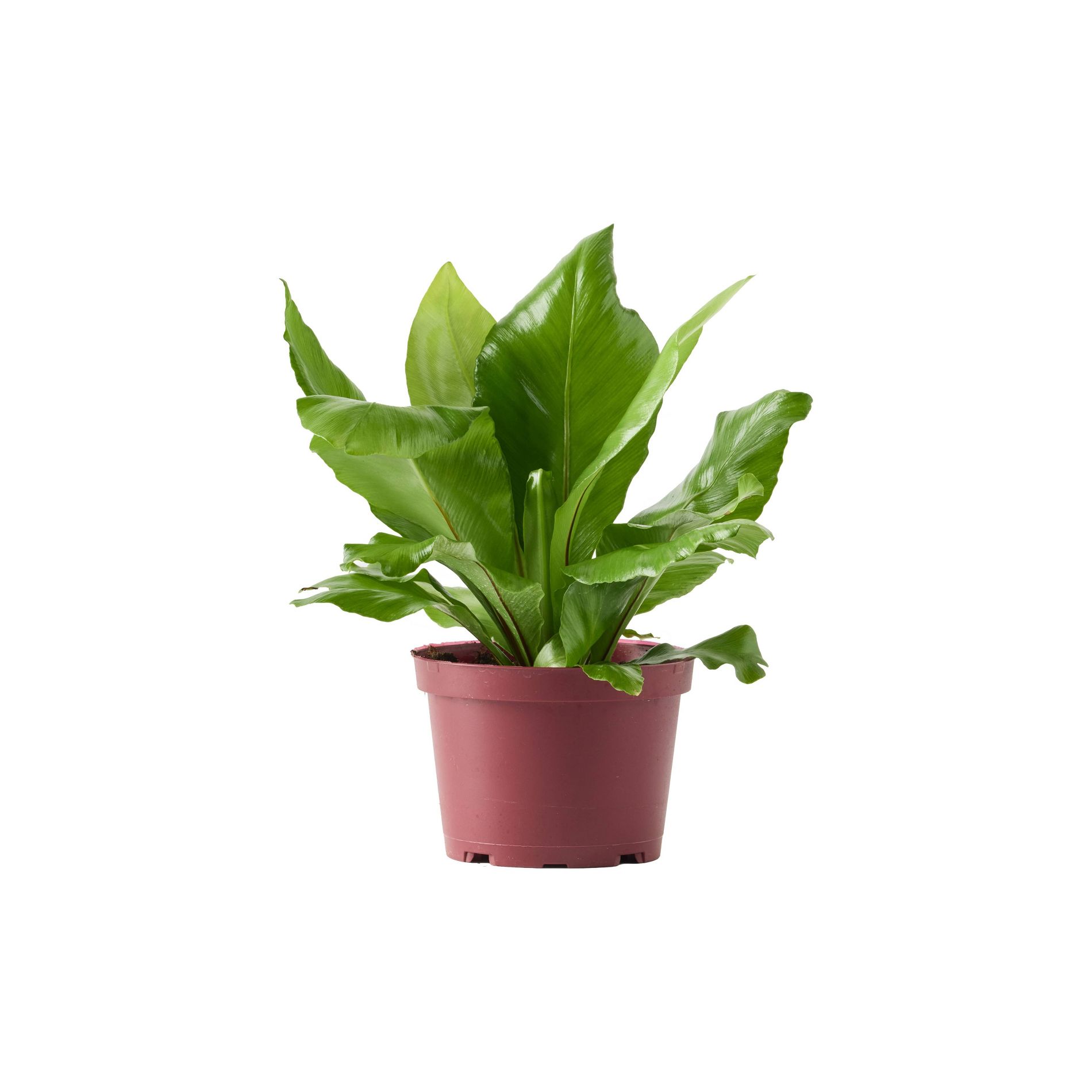 LiveTrends 6" Bird's Nest Fern Grower