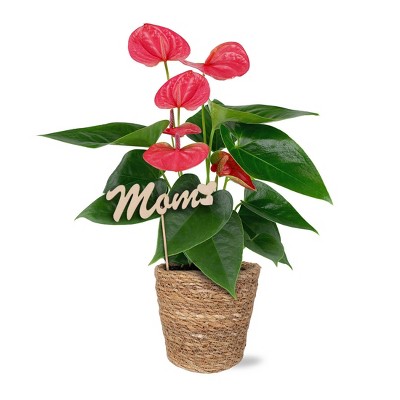 Green Circle Growers 5" Pink Anthurium Houseplant Seagrass Planter