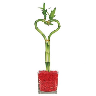 Heart Shaped Bamboo Indoor Live Houseplant - Brussel's Bonsai