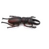 CWG | Stag Beetle, Very Nice Rubber Reproduction    2 3/4"   CWG03 B13 - 3 of 4