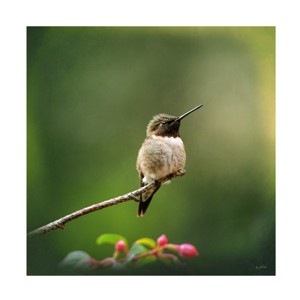 Trademark Fine Art -Jai Johnson 'Hummingbird In The Garden' Canvas Art - 1 of 4