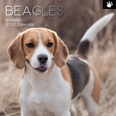 2023 Square Wall Calendar, Beagles, 16-month Animals Theme With 180  Reminder Stickers (12 X 12 In) : Target
