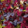 2gal Red Chocolate Loropetalum Plant with Red Blooms - National Plant Network: Full Sun, Early Spring Bloom - 4 of 4