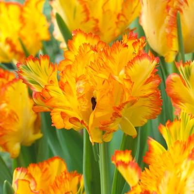 Tulips Caribbean Parrot Set of 8 Bulbs - Yellow/Orange - Van Zyverden