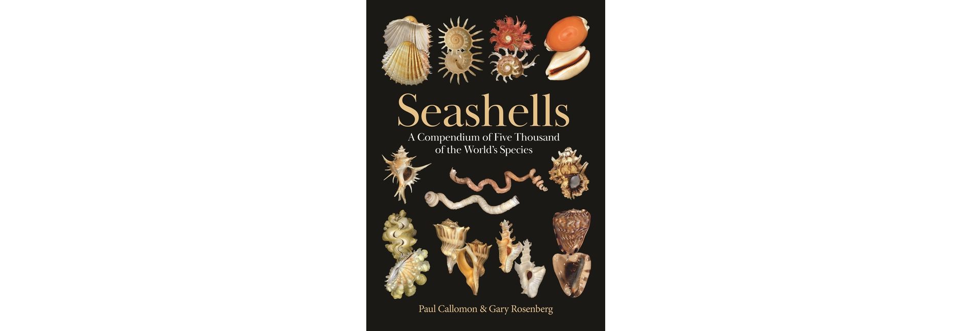Seashells - by  Paul Callomon & Gary Rosenberg (Hardcover)
