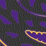 minnesota vikings