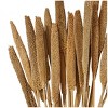 20'' x 1'' Olivia & May Bunny Tail Dried Foliage: Natural Tabletop Decor, Indoor Use Only - 3 of 4