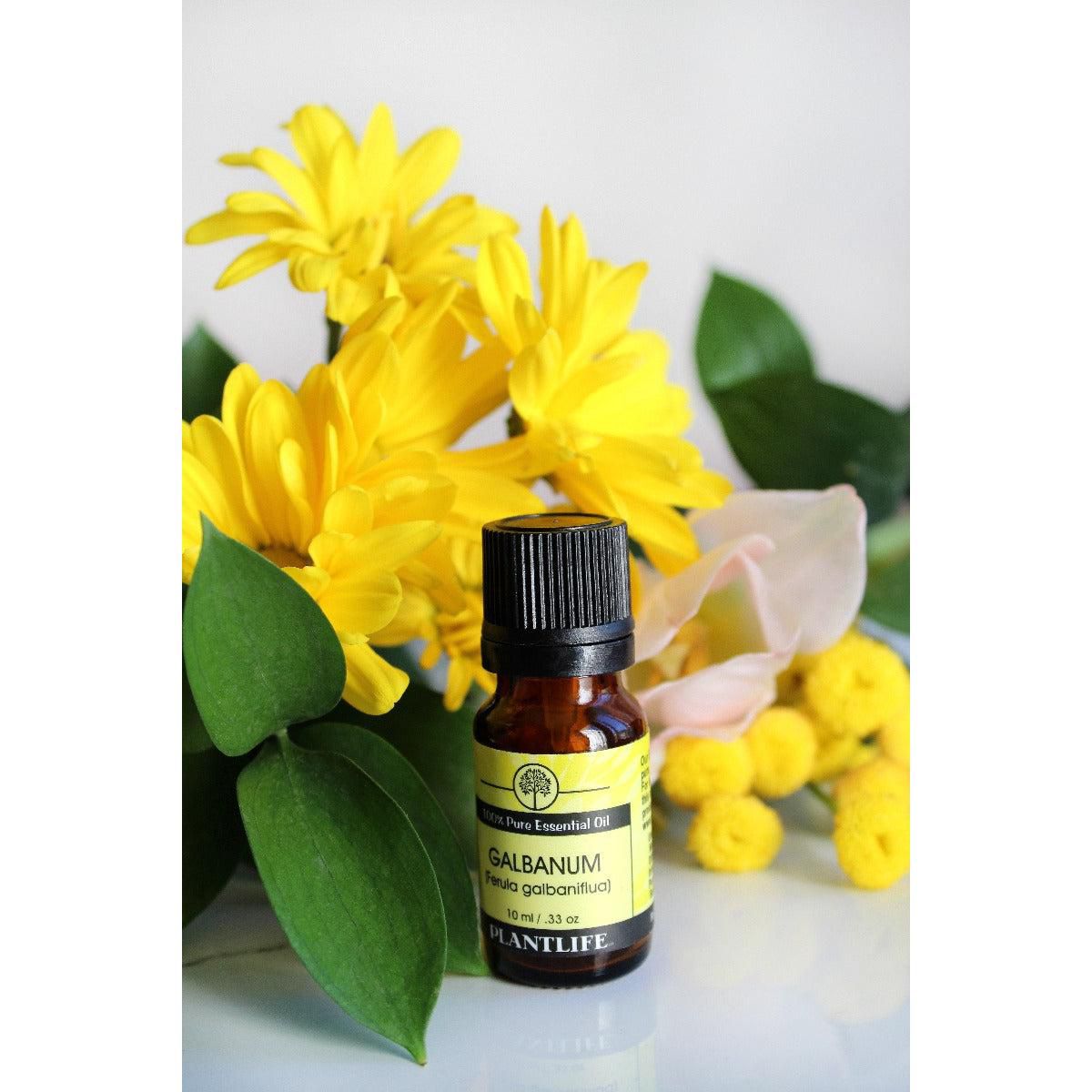 Plantlife Galbanum Aromatherapy Essential Oil – 100% Pure, Therapeutic Grade, No Additives or Fillers, 10 ml - thumbnail 3