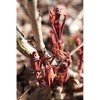 Van Zyverden Set of 5 Peonies Sarah Bernhardt Roots - 2 of 3