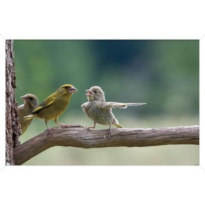 Trends International The Comedy Wildlife Photography Awards: Jacek Stankiewicz - Dispute Framed Wall Poster Prints - 1 of 4