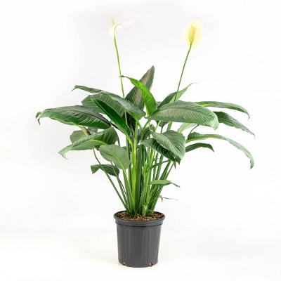 Peace Lily - National Plant Network