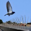 2pk 10' Stainless Steel Bird Spikes - Bird-X - 2 of 3