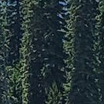 woodgrain stripe grey