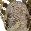 Vickerman Banksia Menziesii, Dried - 4 of 4