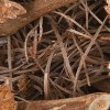 18" Harvest Brown Maple Leaves Wreath - National Tree Company - 4 of 4