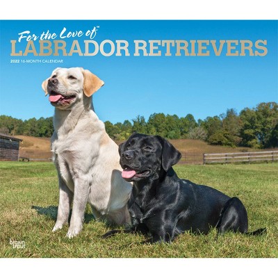 2022 Deluxe Calendar Labrador Retrievers - BrownTrout Publishers Inc
